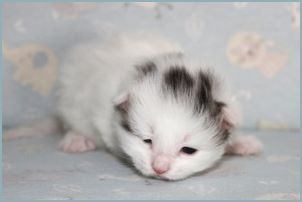 Male Siberian Kitten from Deedlebug Siberians